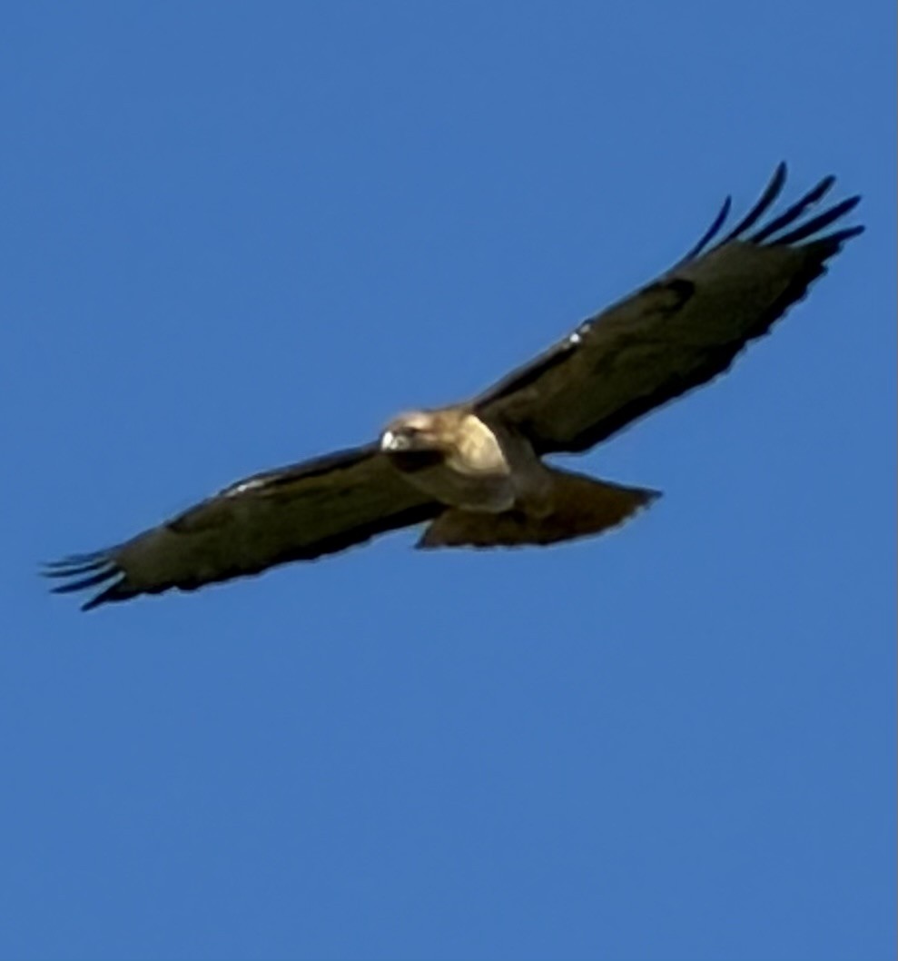 rødstjertvåk - ML646355287