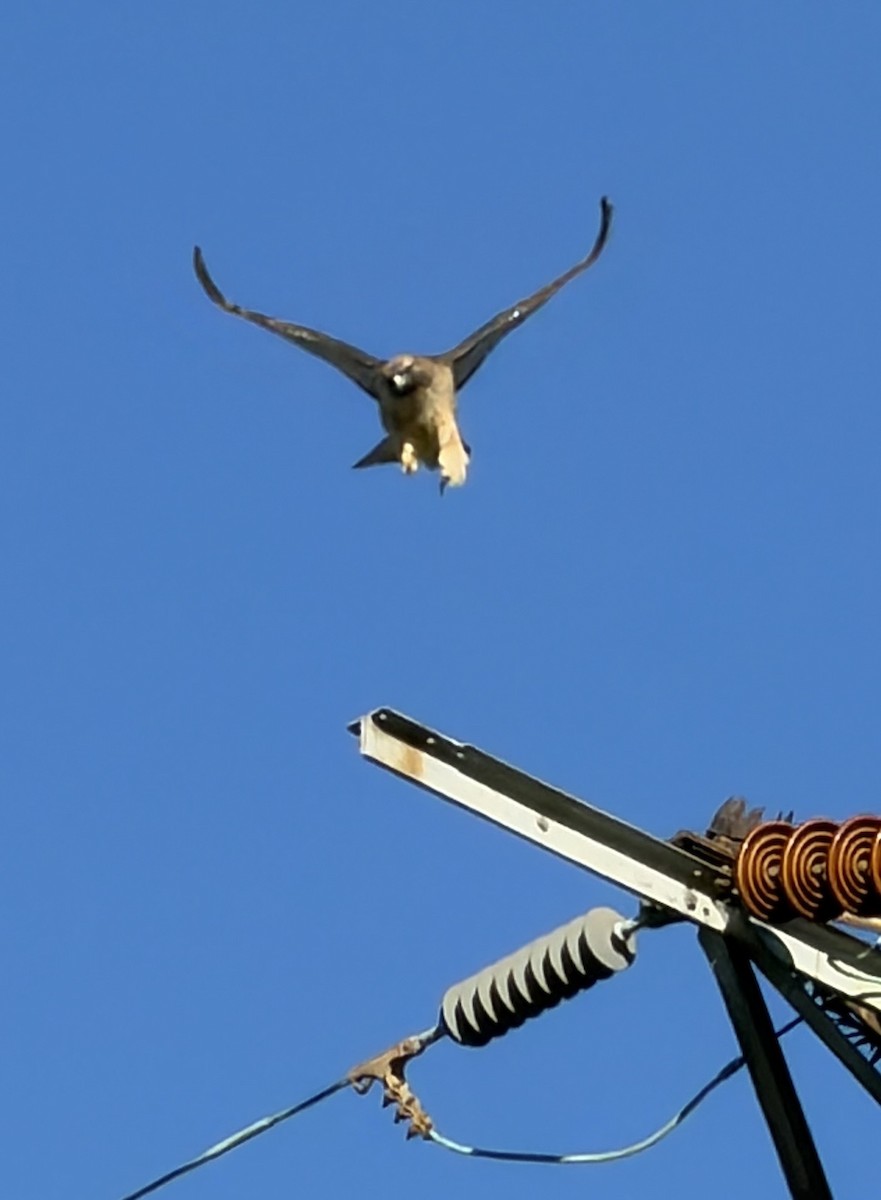 rødstjertvåk - ML646355288