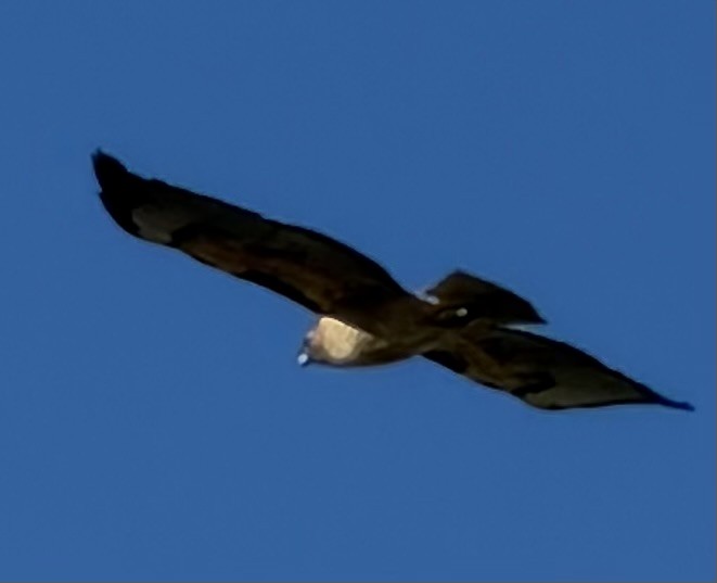 rødstjertvåk - ML646355290