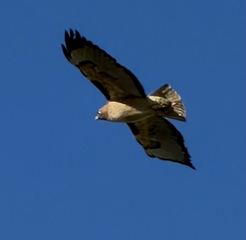 rødstjertvåk - ML646355291