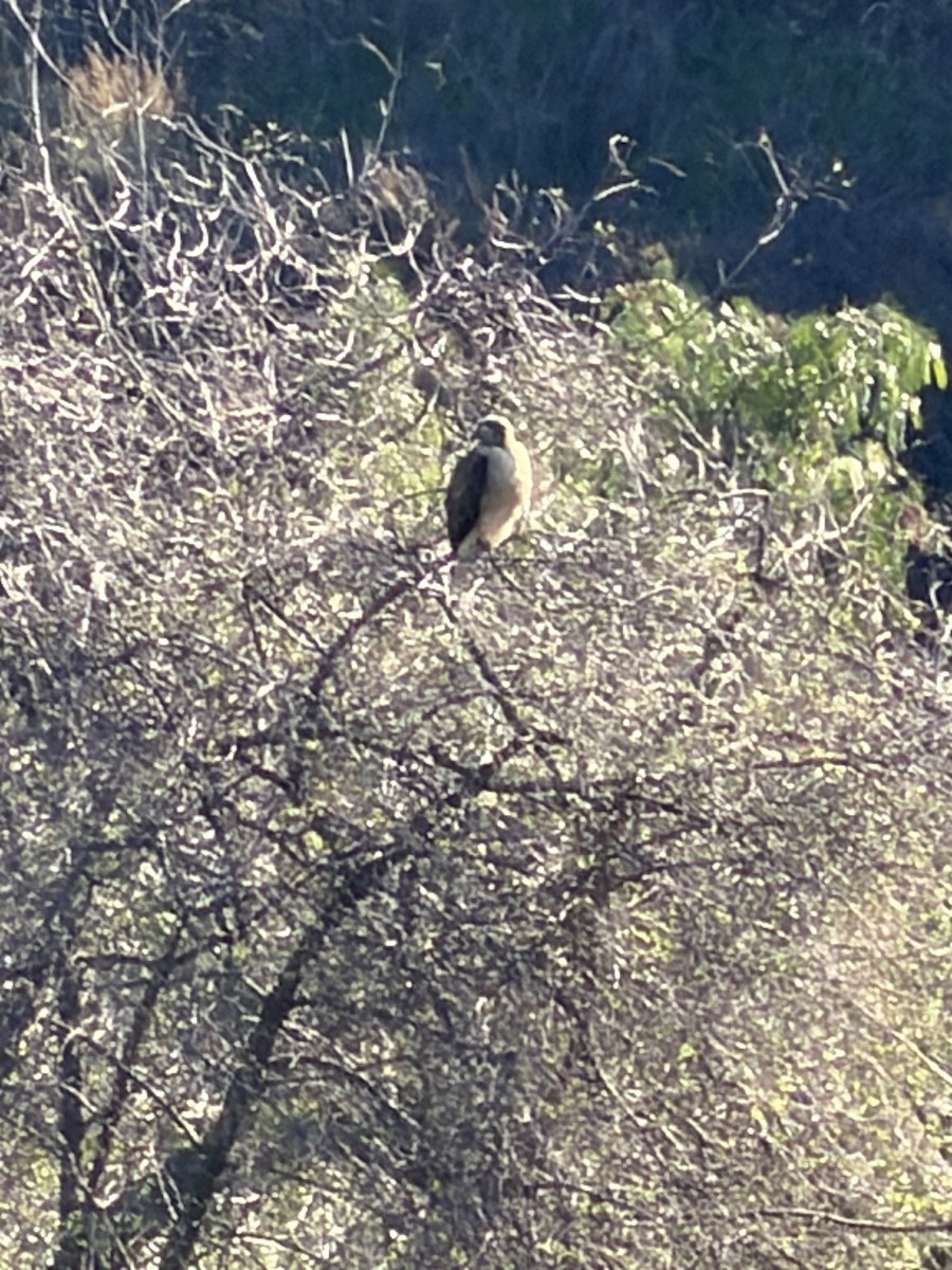 rødstjertvåk - ML646355292