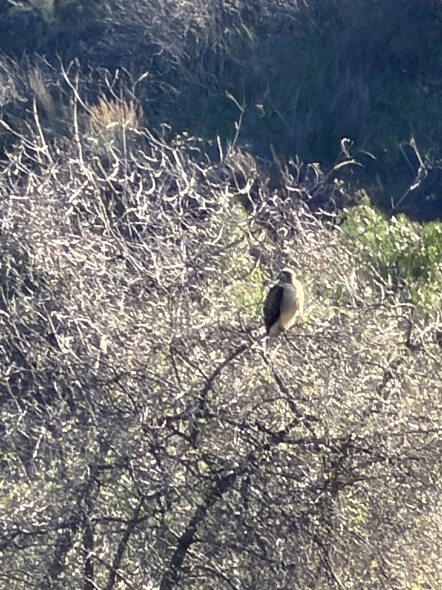 rødstjertvåk - ML646355293