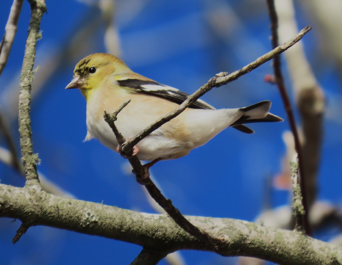 American Goldfinch - ML646355294