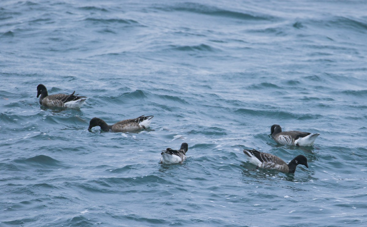 Barnacla Carinegra - ML646355295