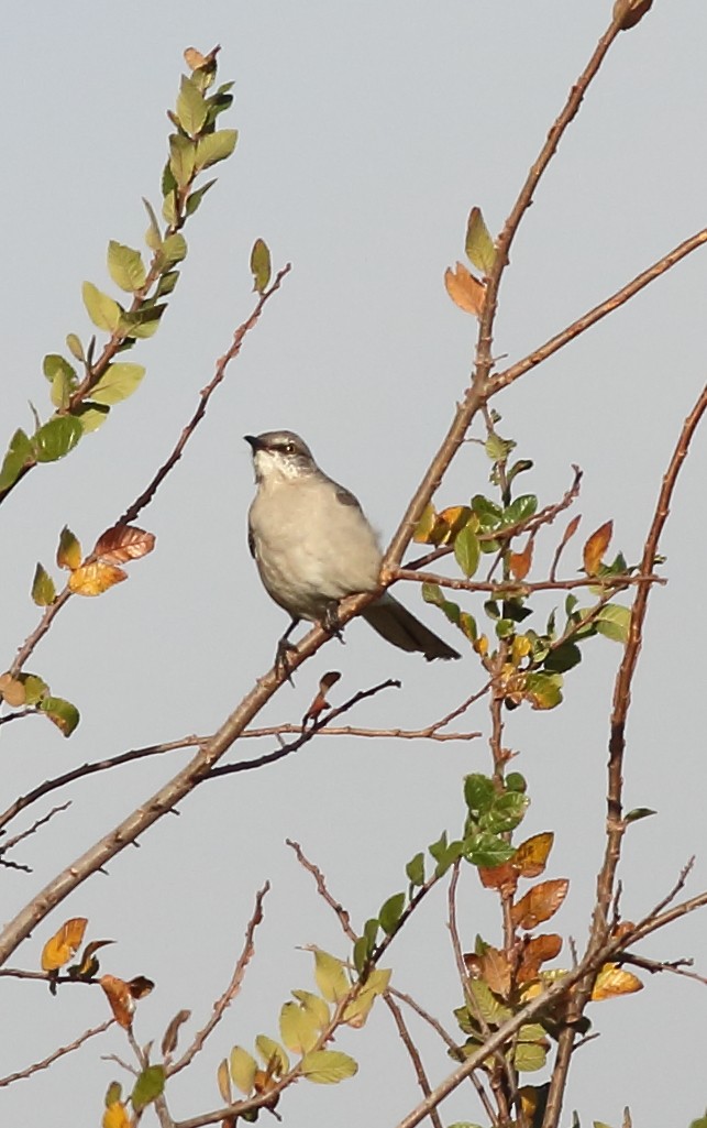 Пересмішник багатоголосий - ML646355297
