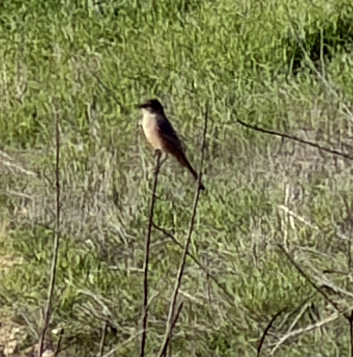 brunfibi - ML646355302