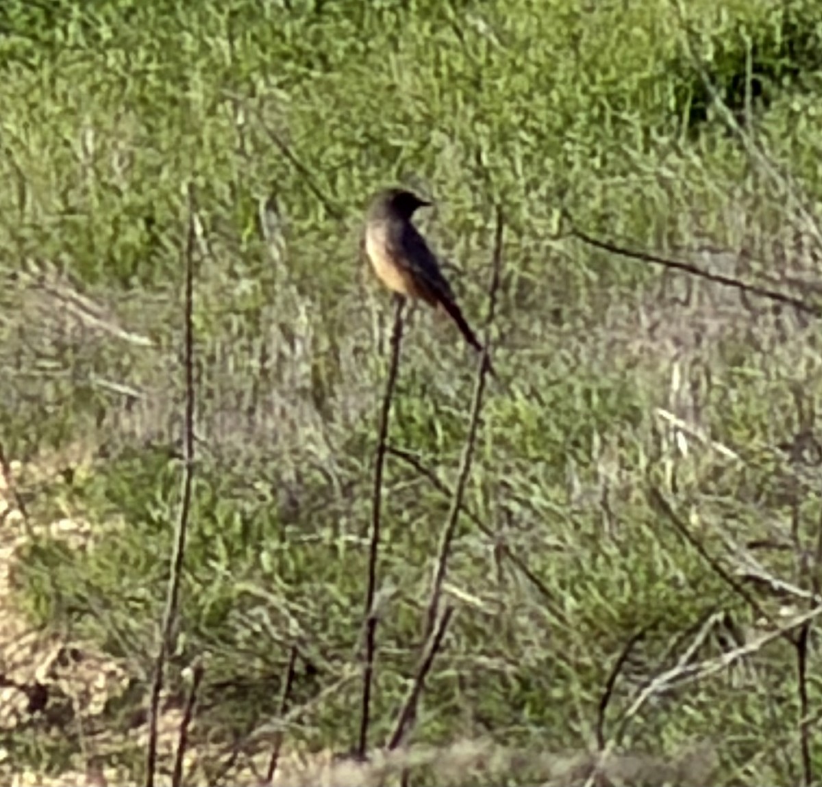 brunfibi - ML646355303