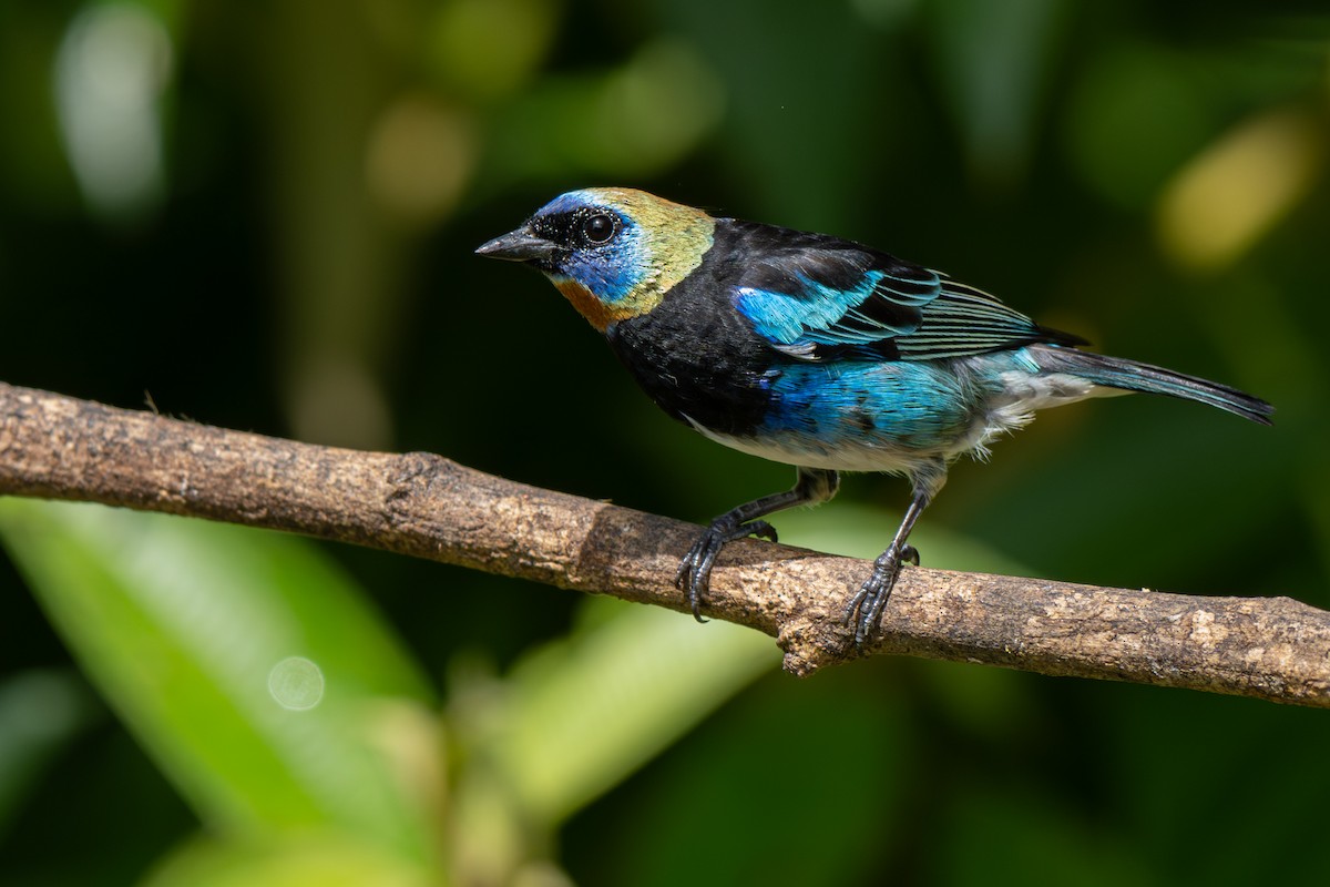 Golden-hooded Tanager - ML646355309