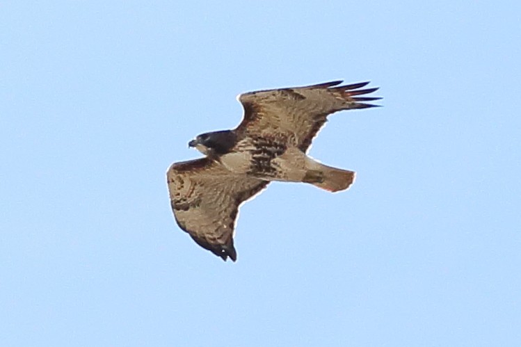 Red-tailed Hawk - ML646355313