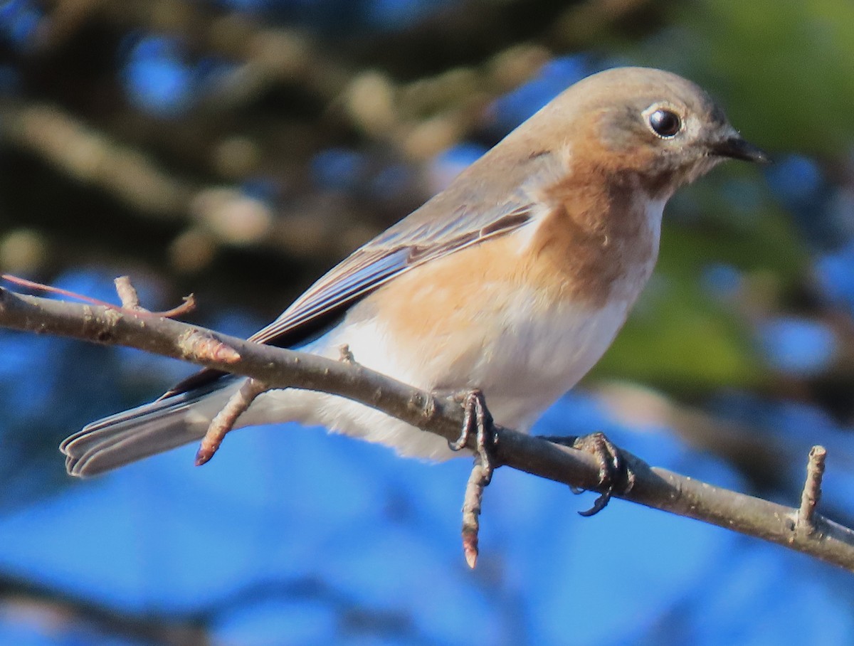 Eastern Bluebird - ML646355315