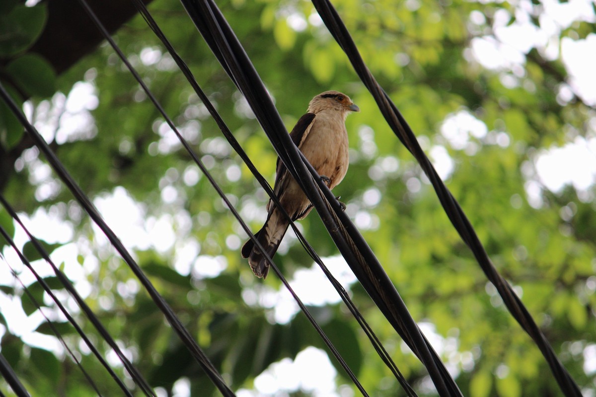 čimango žlutavý - ML646355319