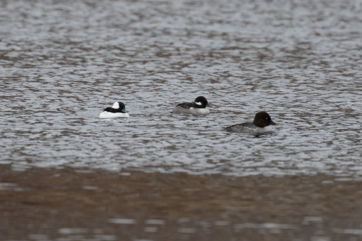 hohol severní - ML646355320