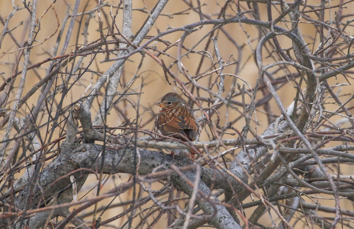 Chingolo Zorruno - ML646355323