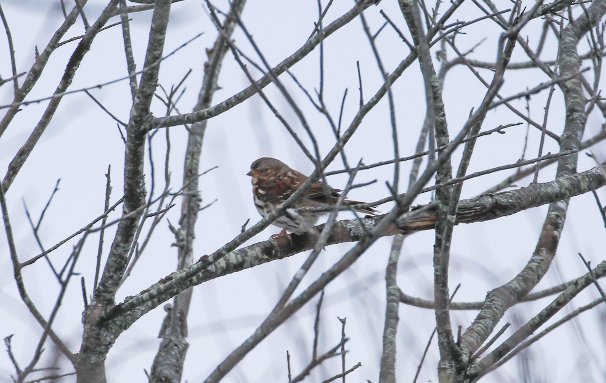 Chingolo Zorruno - ML646355330