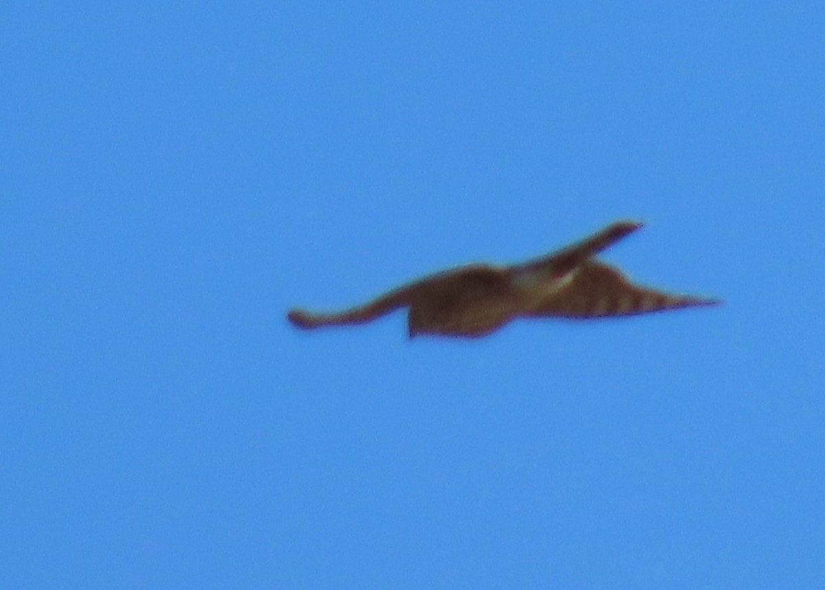 Sharp-shinned Hawk - ML646355333