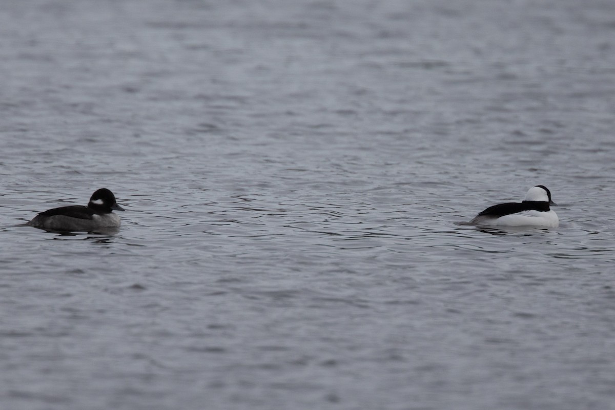 hohol bělavý - ML646355334