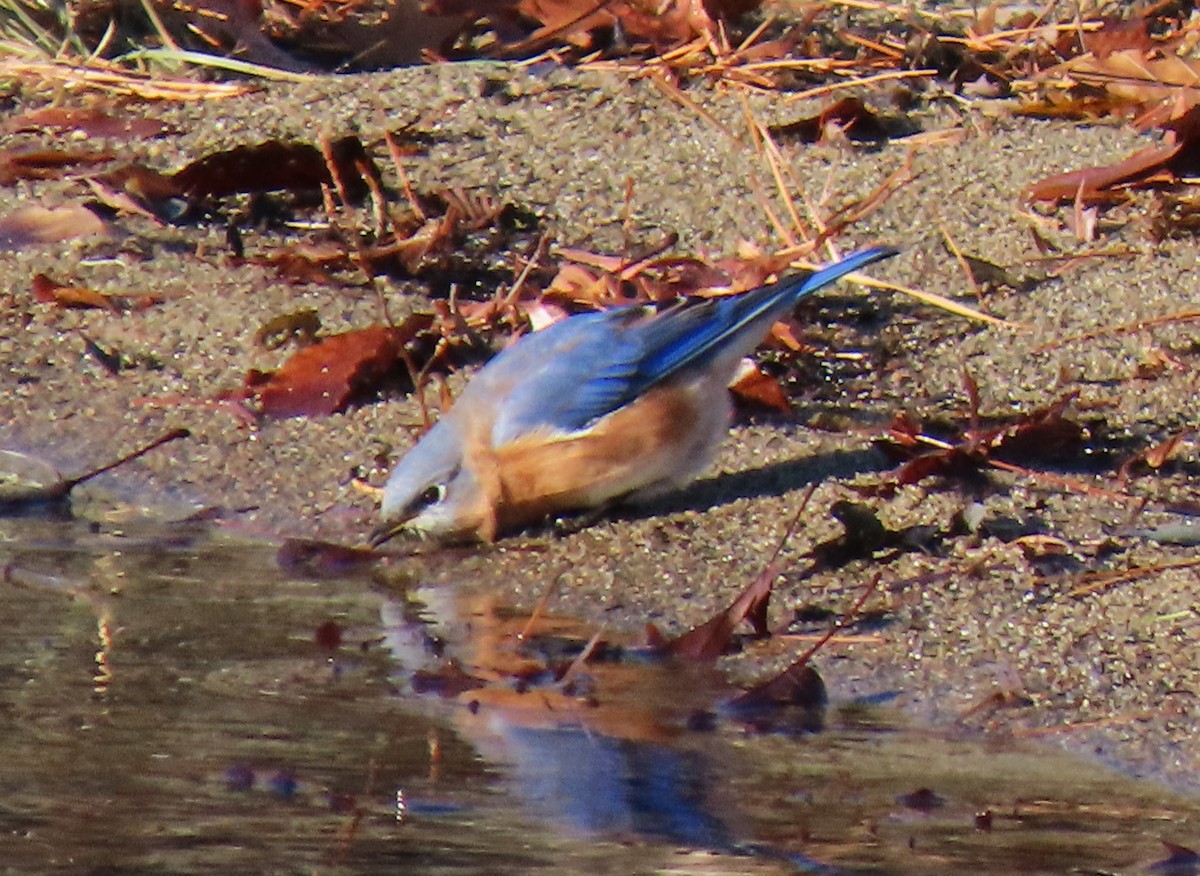 Eastern Bluebird - ML646355339