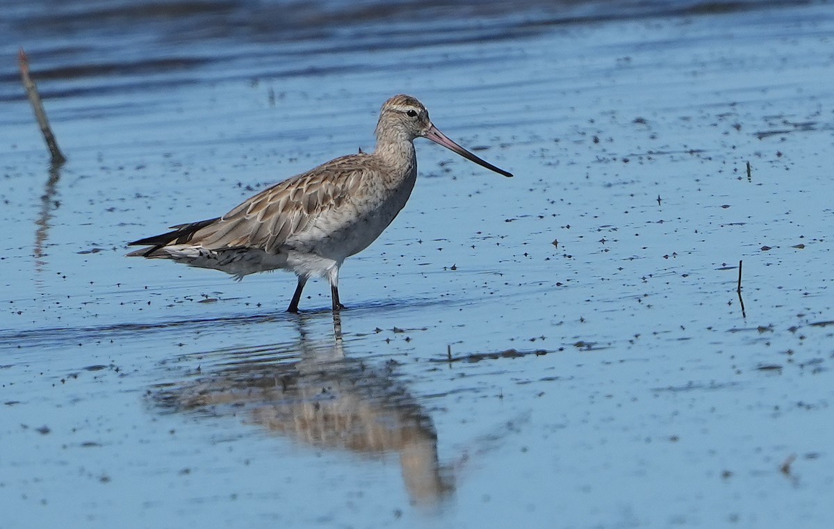 Bar-tailed Godwit (Siberian) - ML646355343