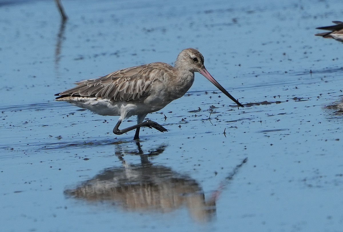 Bar-tailed Godwit (Siberian) - ML646355344