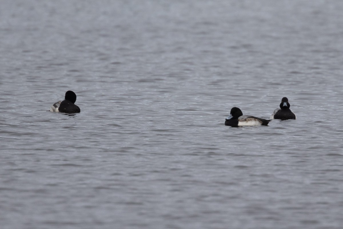 polák kaholka - ML646355345