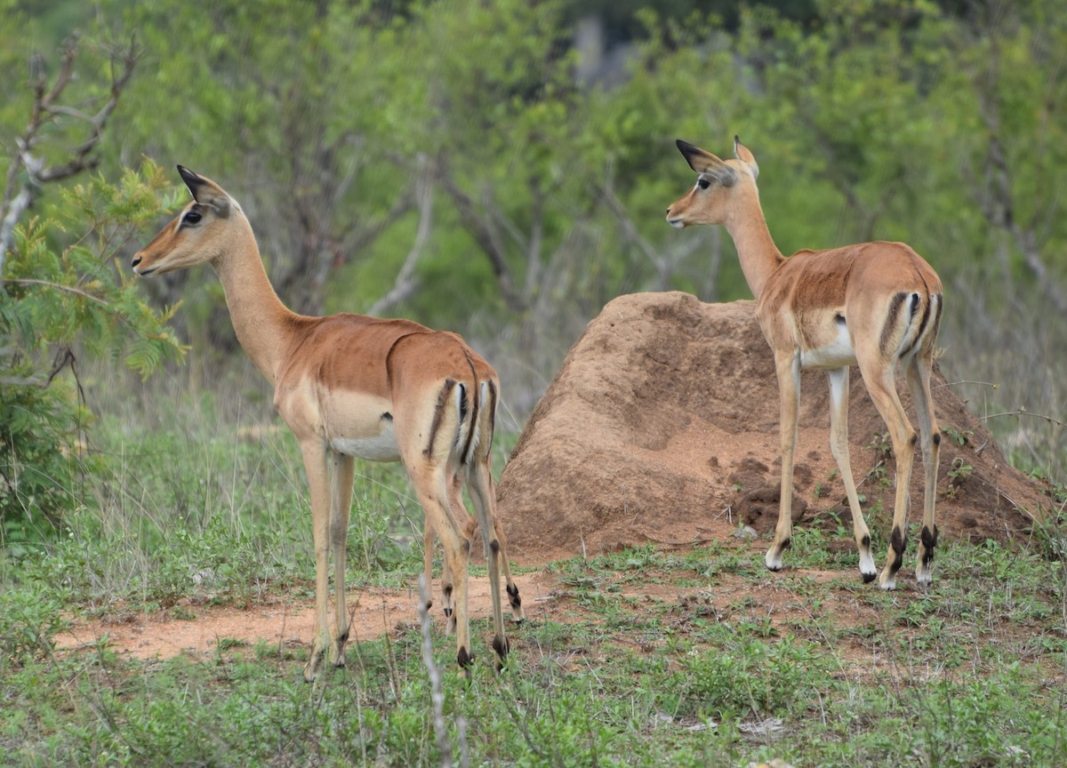 Impala - ML646355346