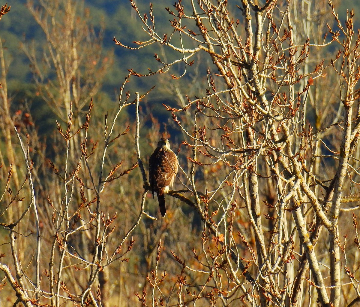 Eurasian Goshawk - ML646355351