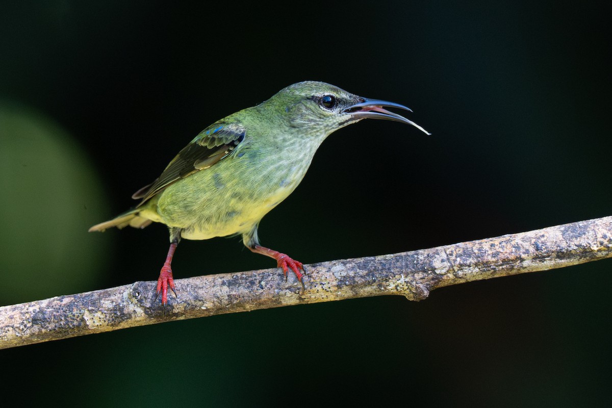 Red-legged Honeycreeper - ML646355352