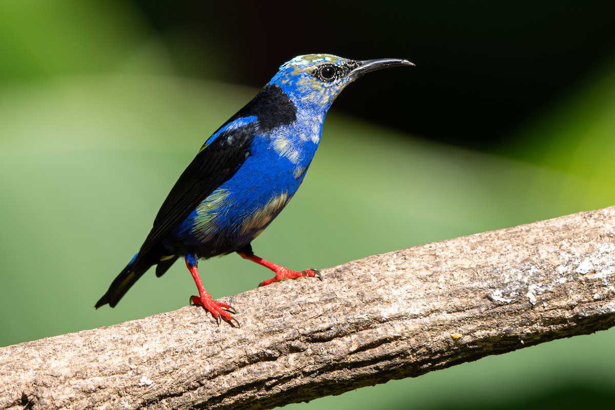 Red-legged Honeycreeper - ML646355353