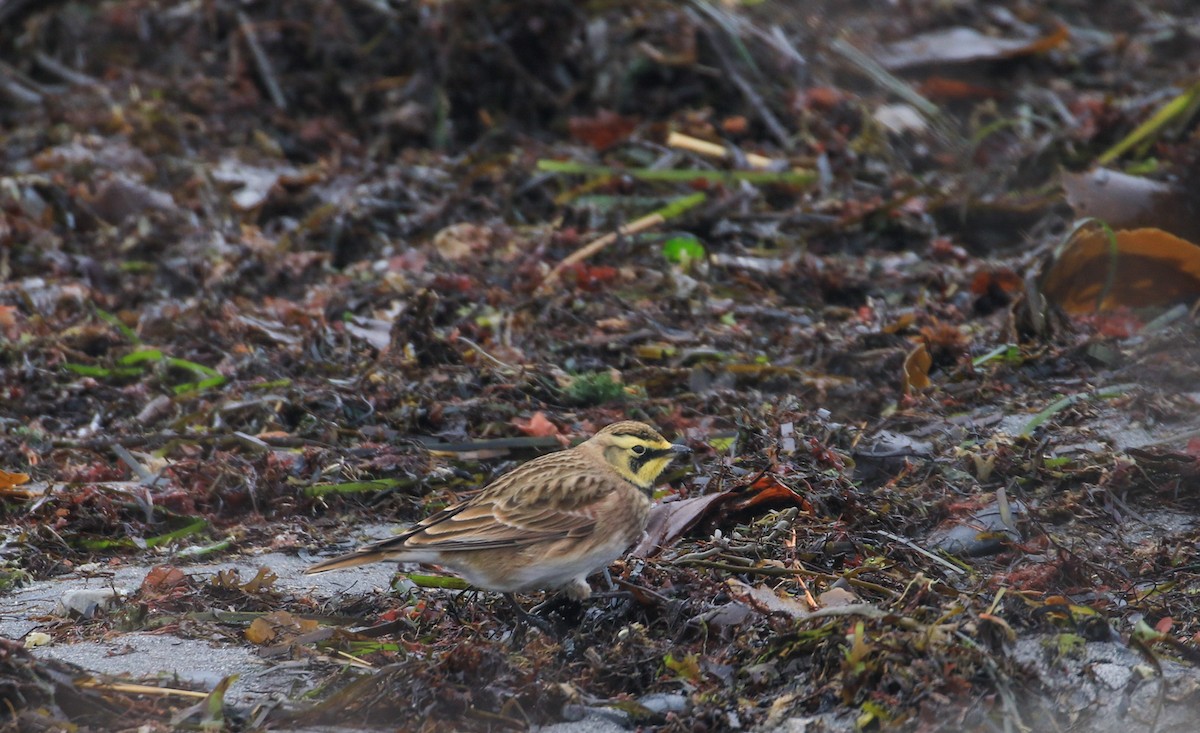 Alondra Cornuda - ML646355357