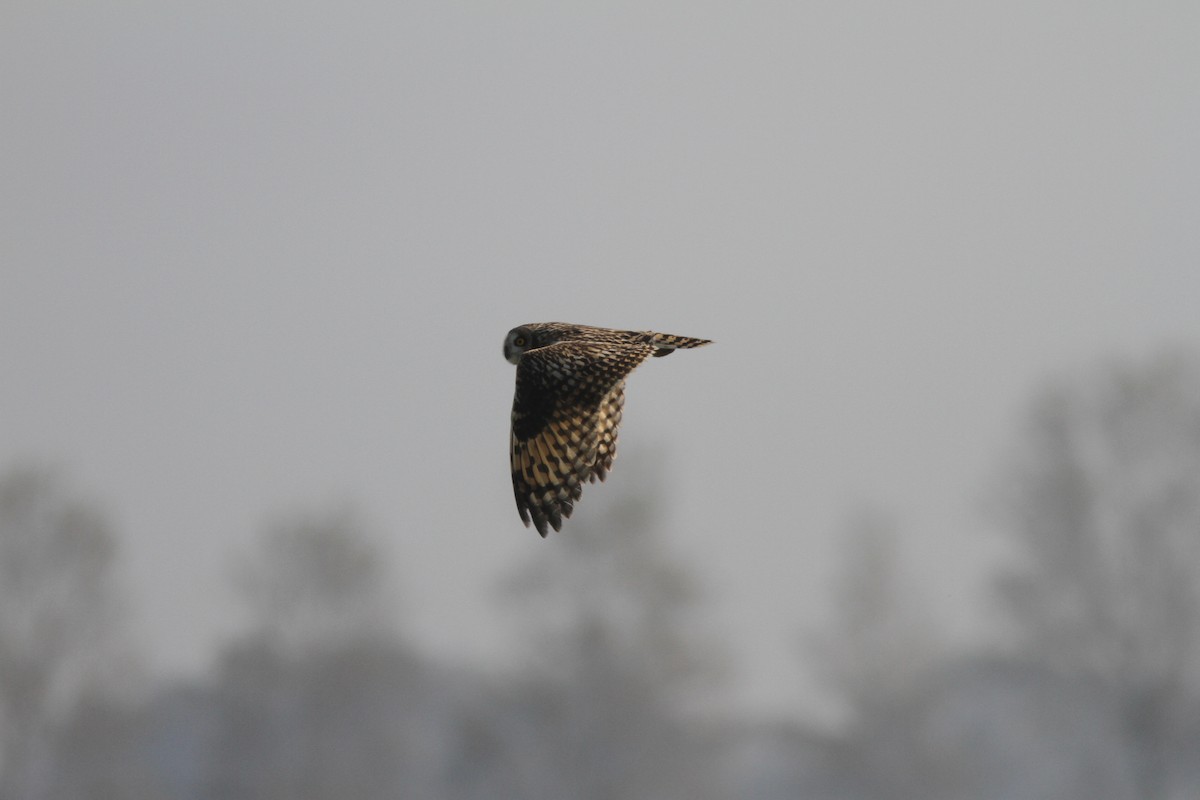 Búho Campestre - ML646355358