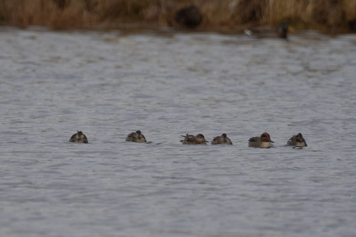 čírka obecná - ML646355359