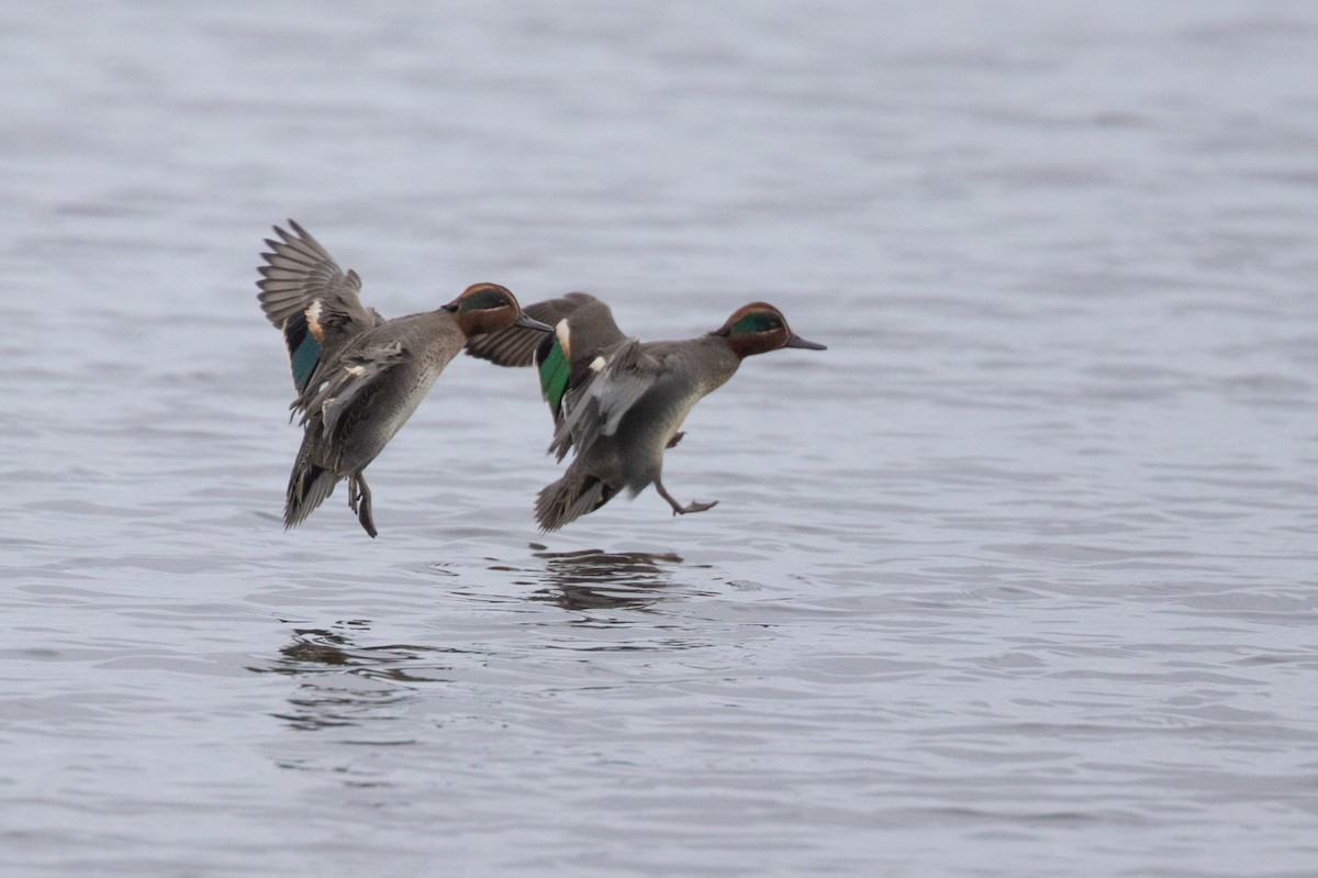 Cerceta Común - ML646355360