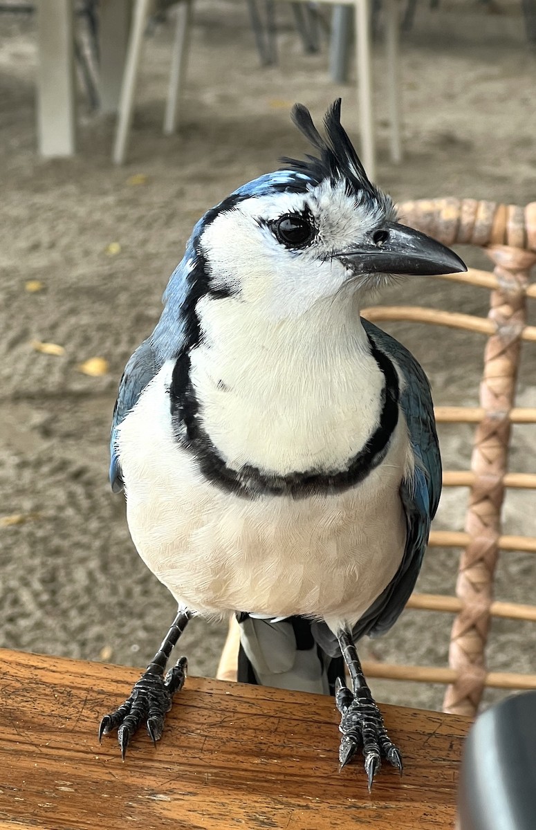 Urraca Hermosa Cariblanca - ML646355361