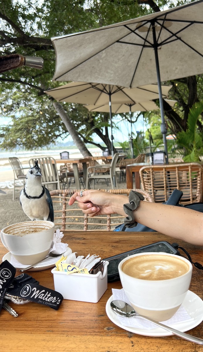 Urraca Hermosa Cariblanca - ML646355362