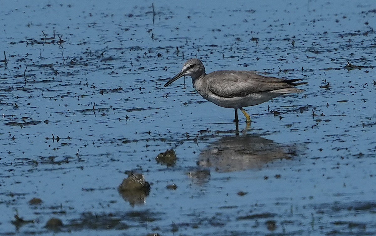 Playero Siberiano - ML646355363