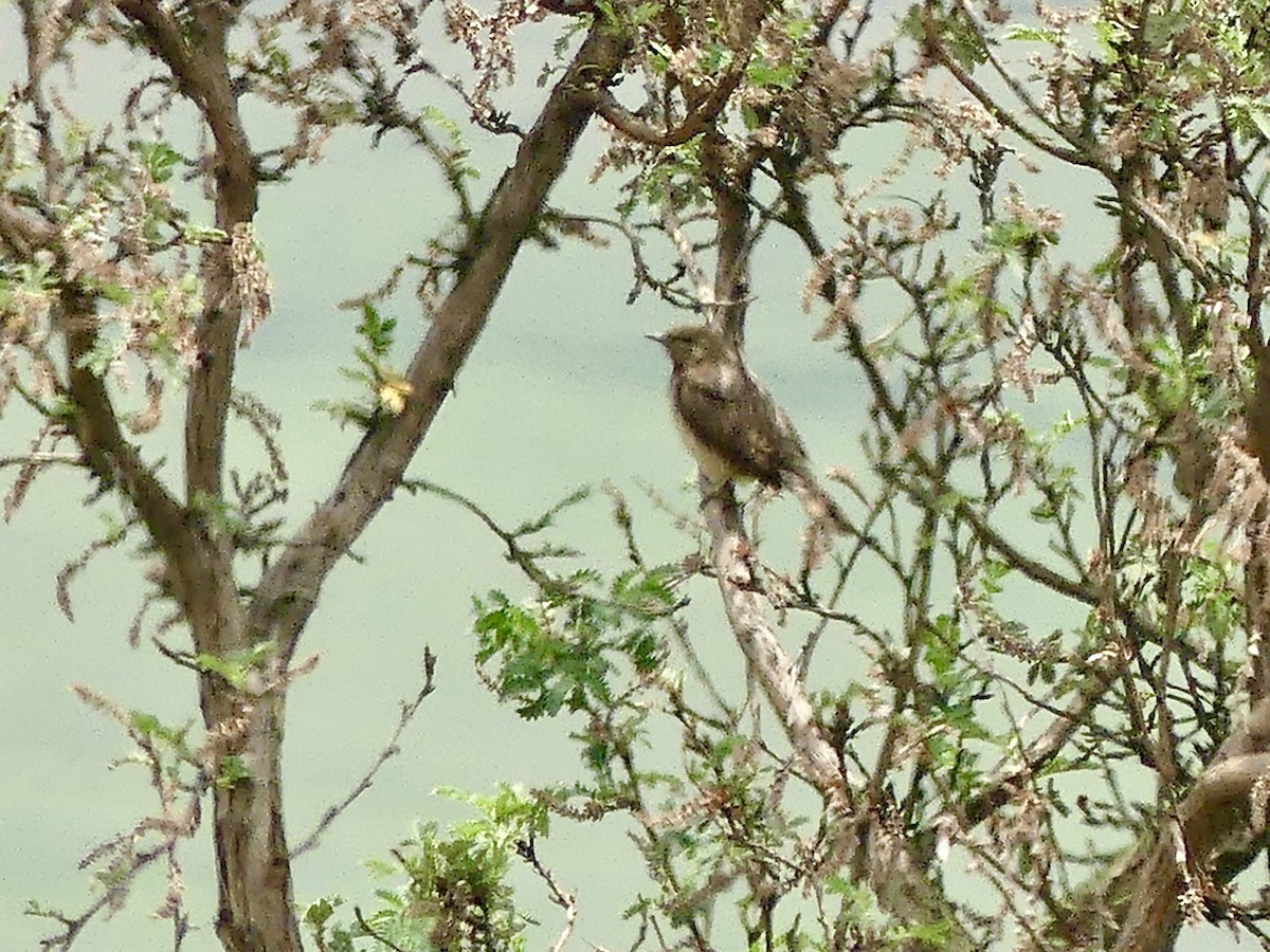 Torcecuello Africano - ML646355364