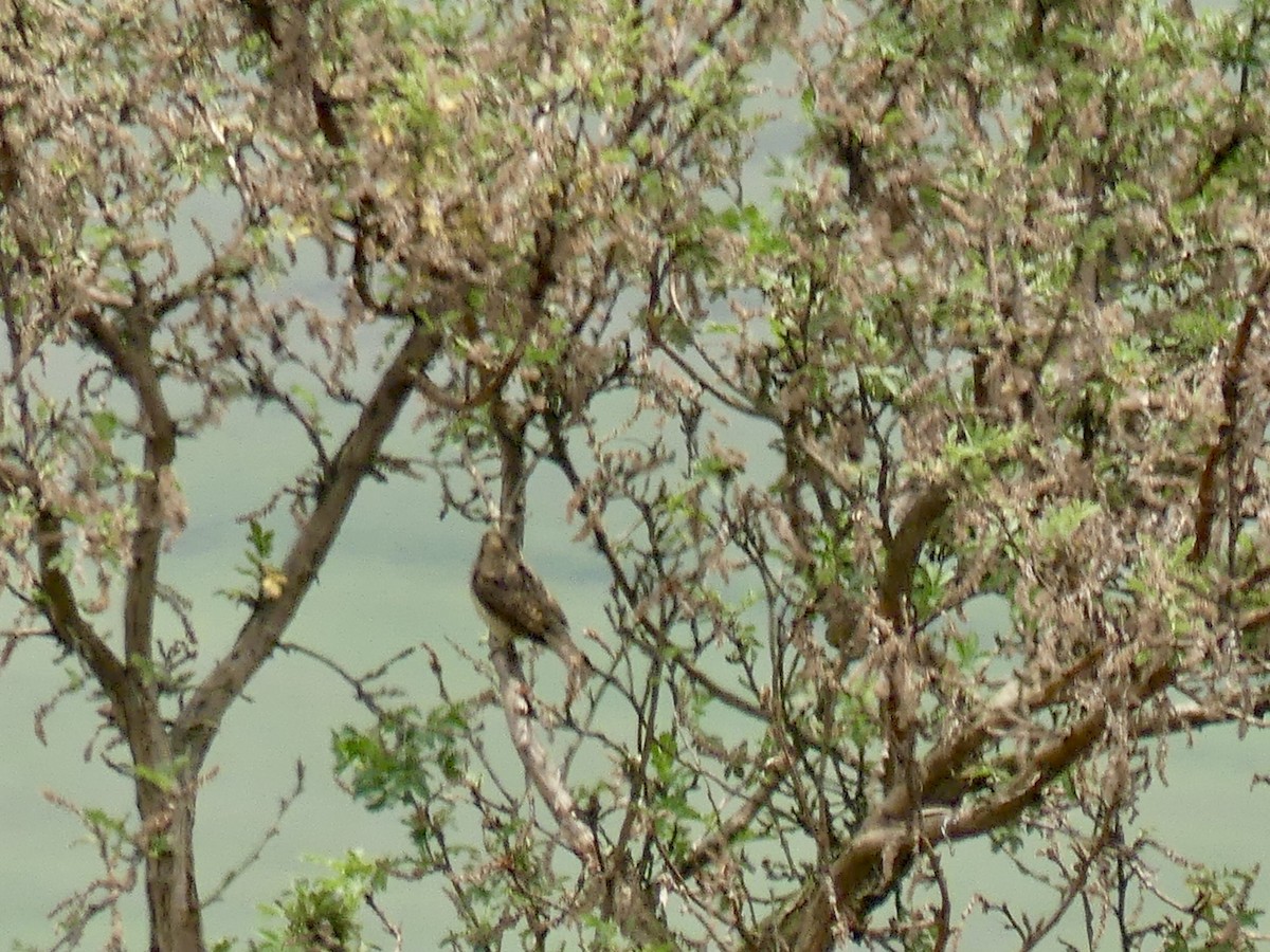 Torcecuello Africano - ML646355365