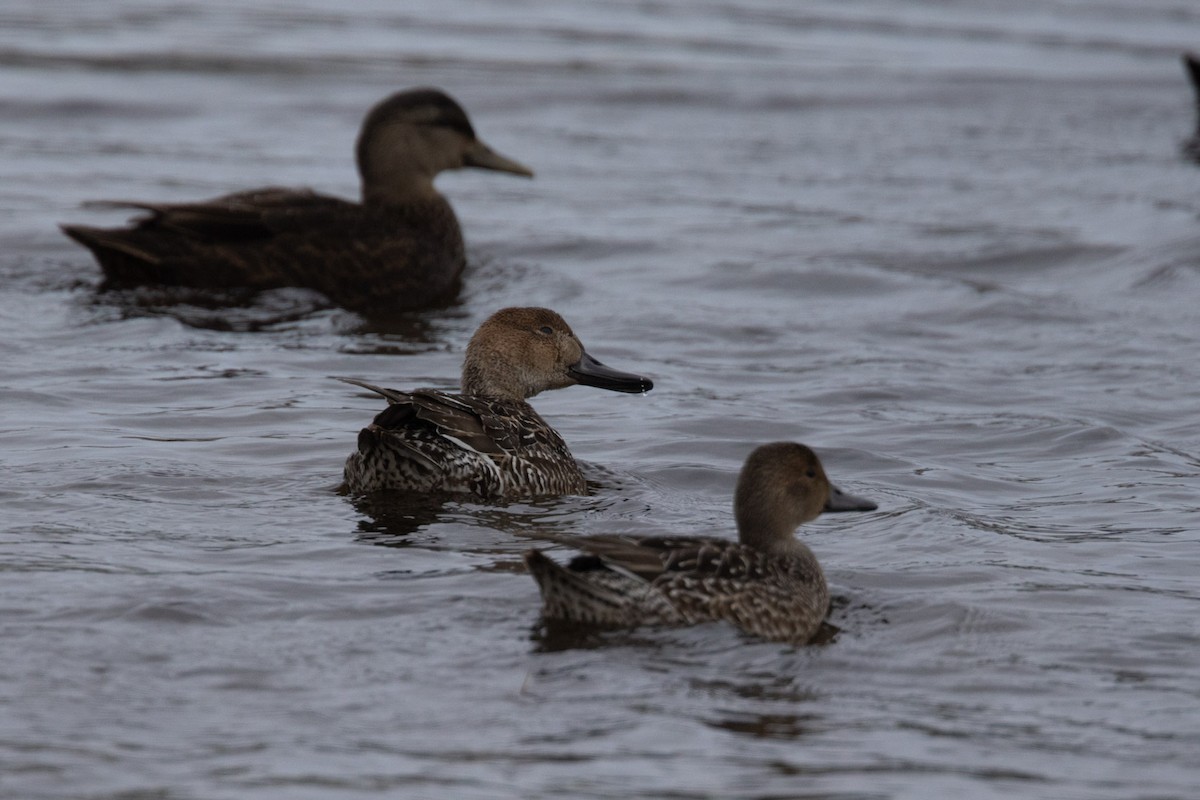 Ánade Rabudo - ML646355366