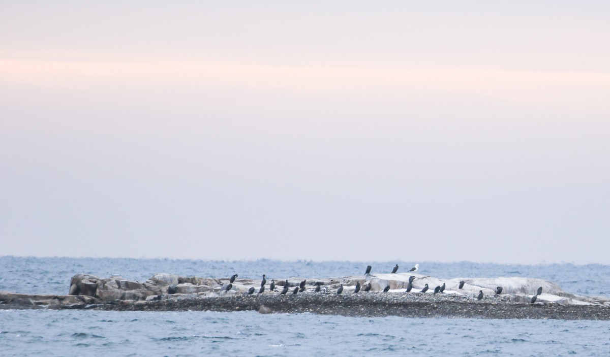 kormorán velký - ML646355368