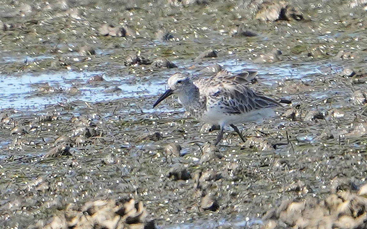 Correlimos Grande - ML646355370