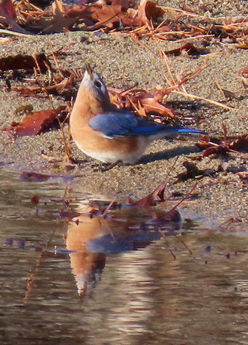 Azulejo Oriental - ML646355371