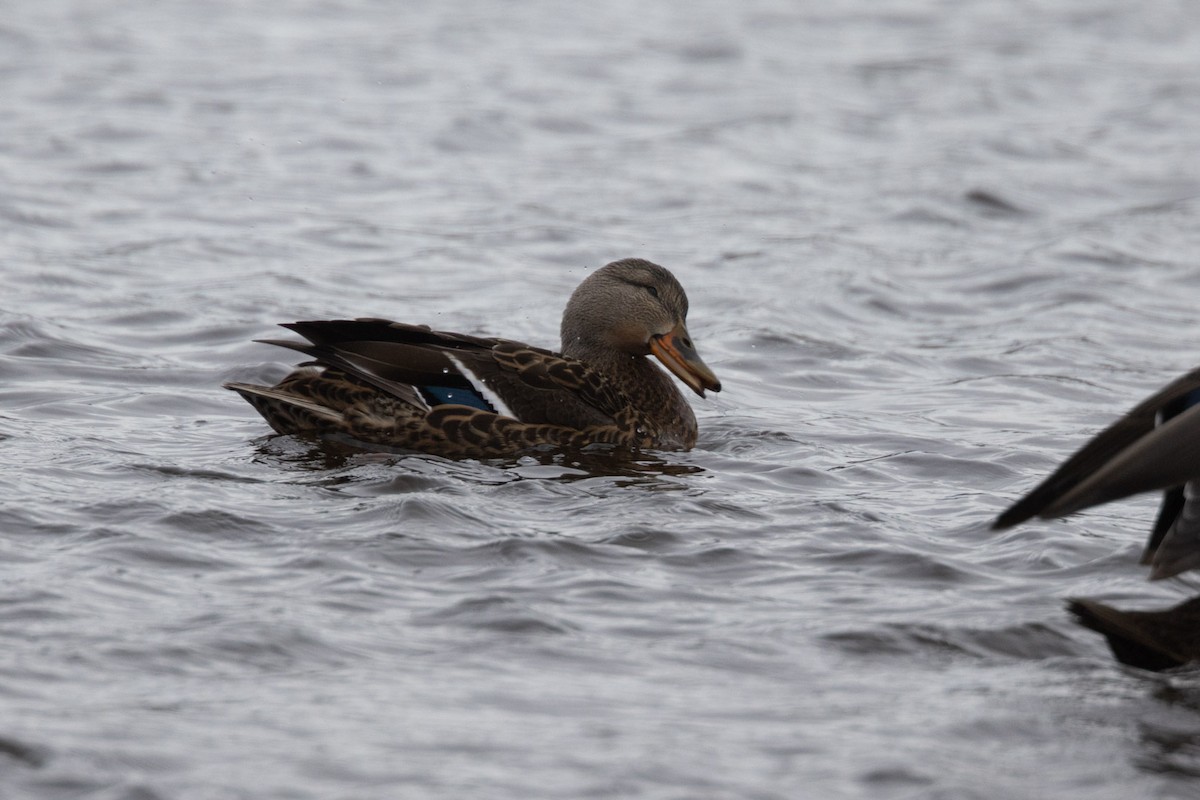 Ánade Azulón - ML646355372