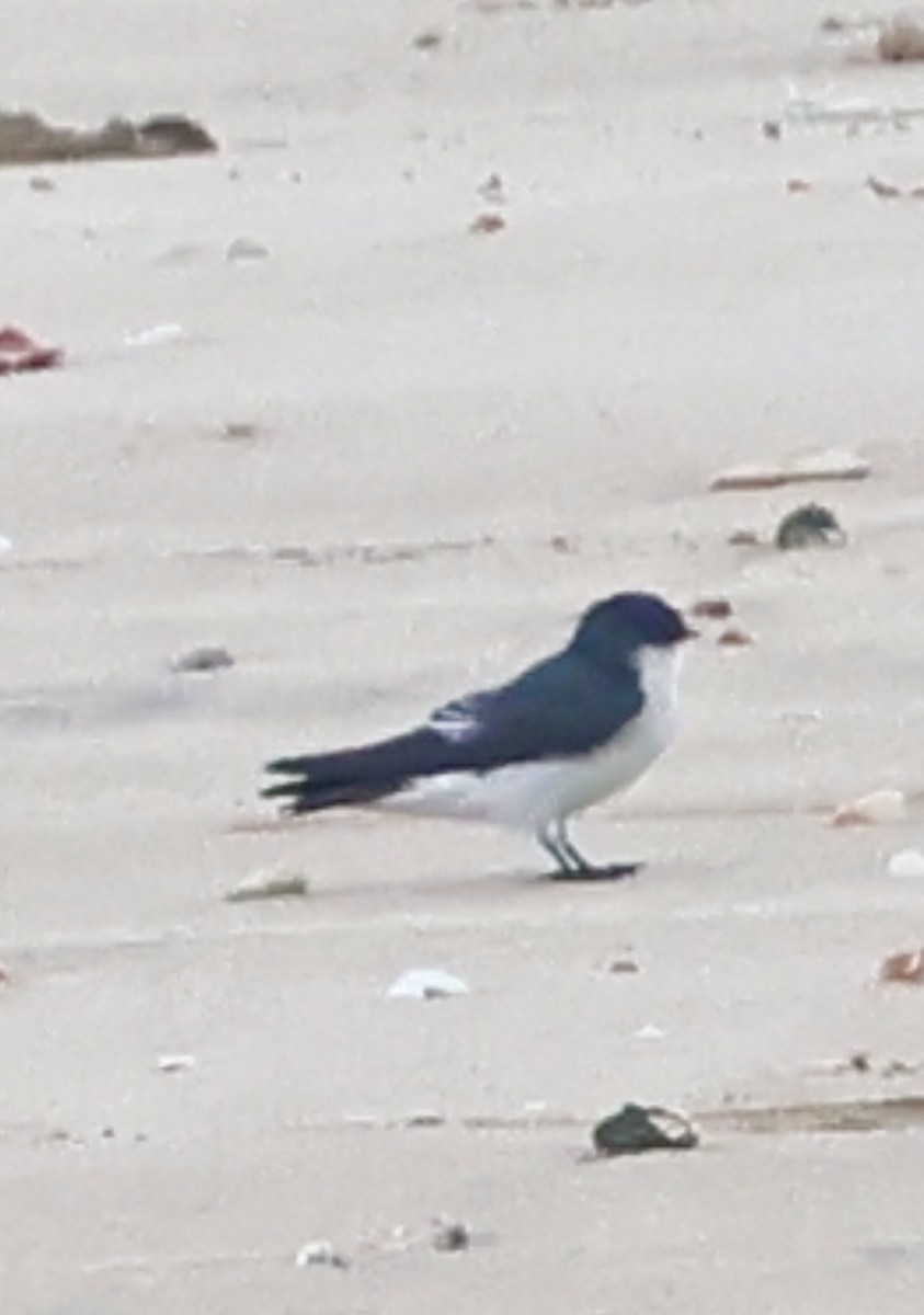 Golondrina de Manglar - ML646355374