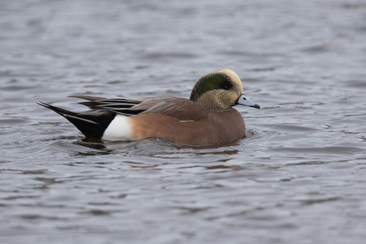 Silbón Americano - ML646355375