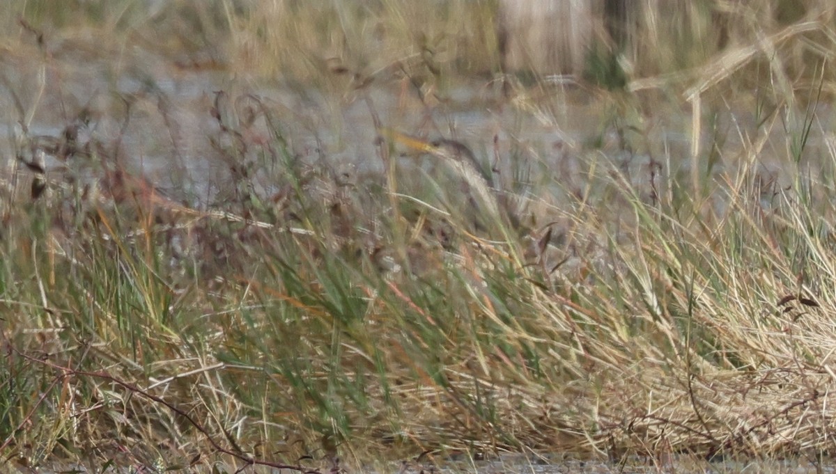 Anhinga Americana - ML646355376