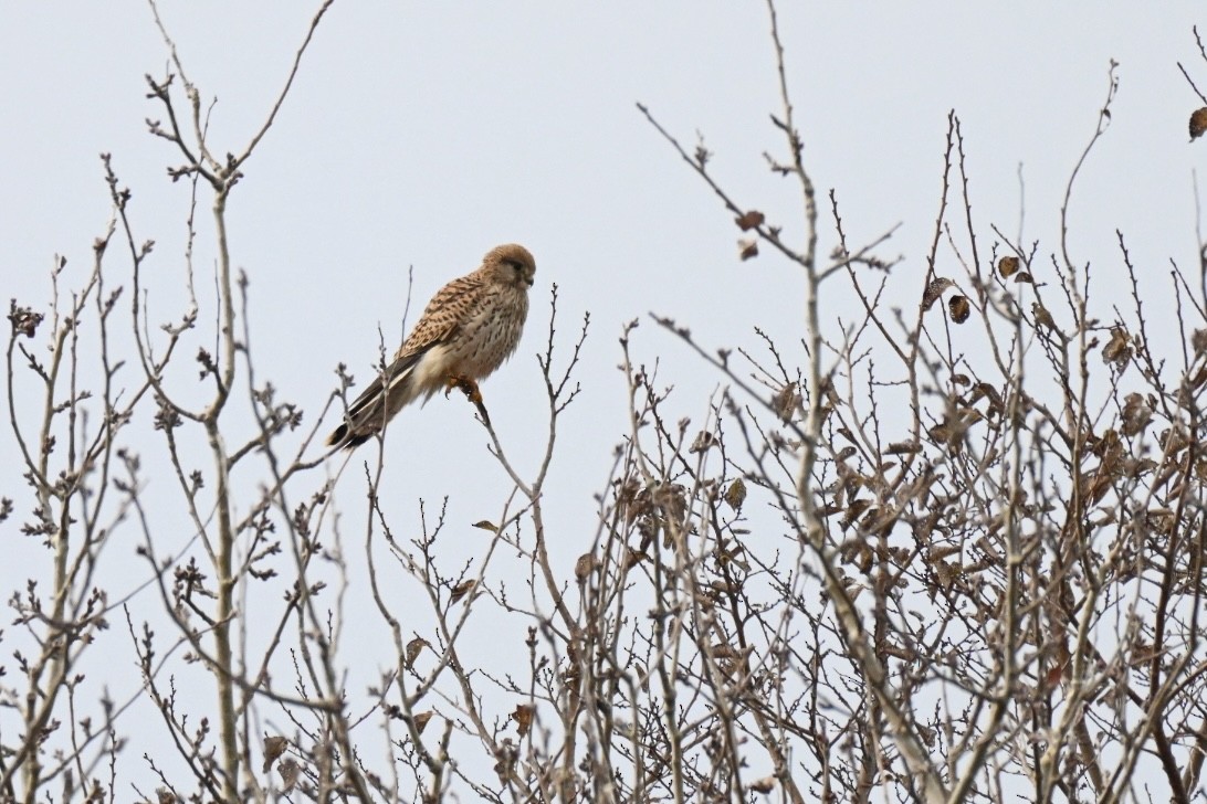 Cernícalo Vulgar - ML646355377