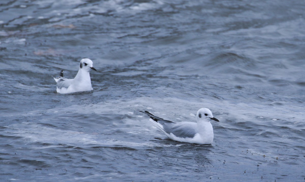 Bonaparte's Gull - ML646355378