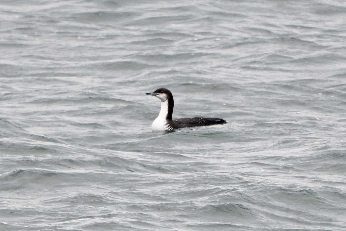 Pacific Loon - ML646355379