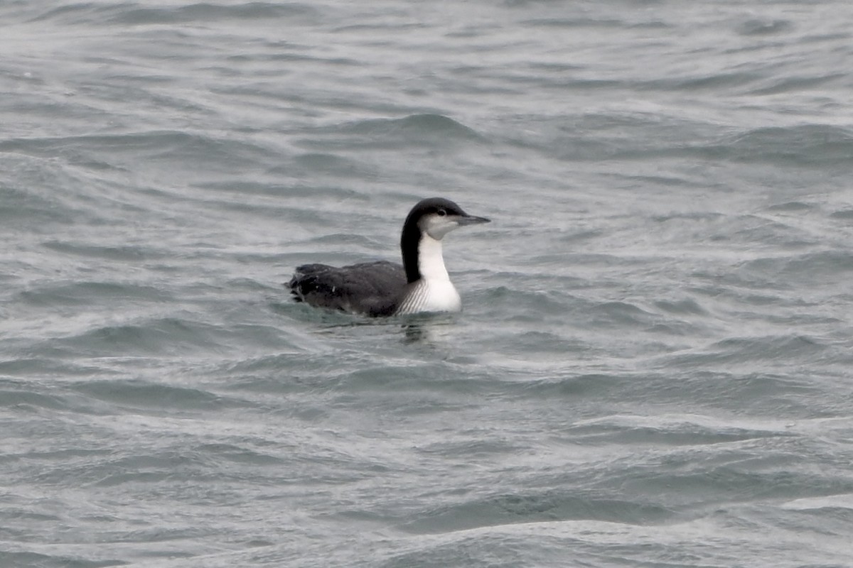 Pacific Loon - ML646355380