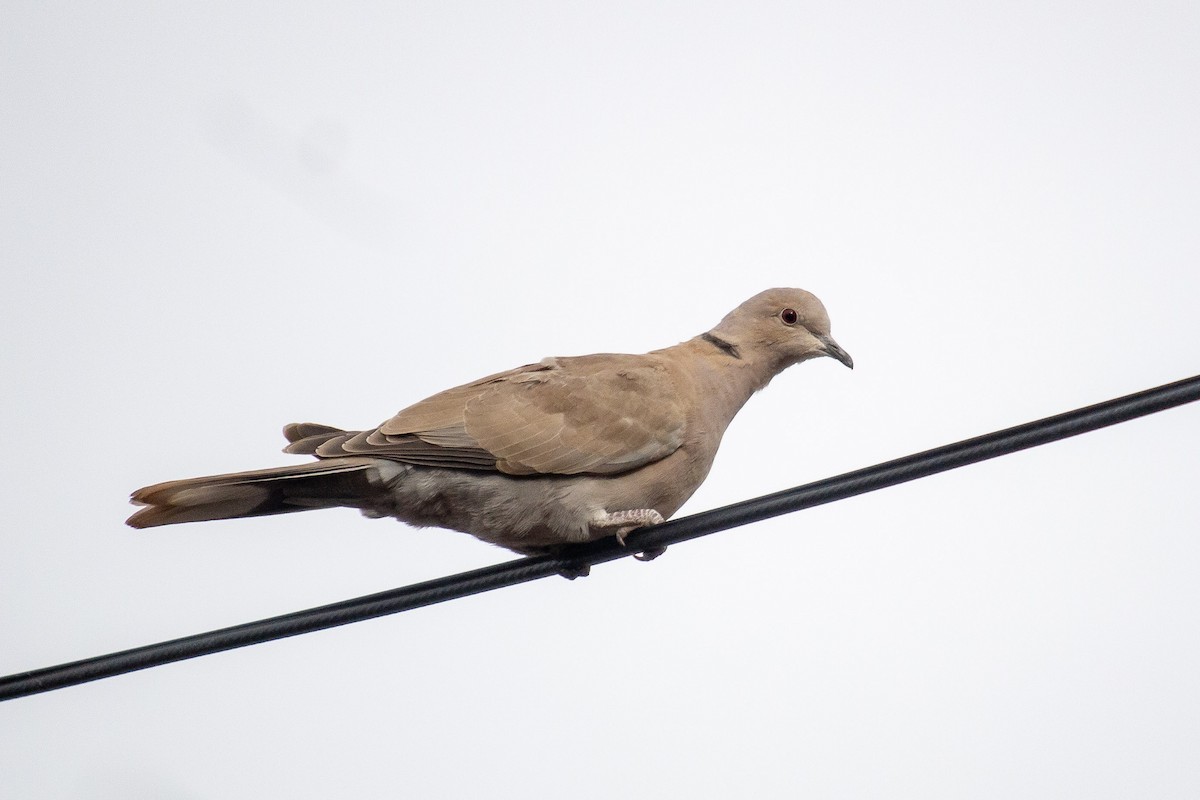 Tórtola Turca - ML646355381